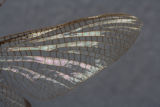 Ephemeridae Hexagenia bilineata