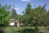 New Ulm, Apeeling Orchard, apples developed by the University of Minnesota.