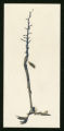 Ginkgo biloba