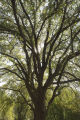 The original 'St. Croix' elm tree near Afton, Minnesota. Resistant to Dutch elm disease.