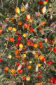 Evaluating pepper varieties for use in food safety and nutrition.