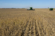 Harvesting soybeans on the Craven farm in Jackson County, Minnesota.