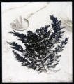 Desmarestia ligulata