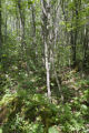 Site of a tornado approximately 25 years earlier, releasing the aspen.
