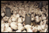 Turkey research at the University of Minnesota.