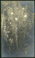 Hibbard, C.J., 1845-1924 (Photographer)