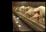 Poultry research facility, St. Paul campus, University of Minnesota.