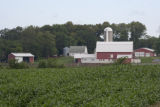 Corn field and dairy farm, Stearns County.