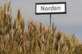 Norden' wheat.
