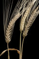 2-row barley at the University of Minnesota's Northwest Research and Outreach Center, Crookston.