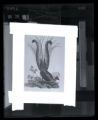 Lyre Bird, illustration from Joseph Leopold Fitzinger, "Bilder-Atlas zur Wissenschaftlich-Populren Naturgeschichte der Wirbelthi