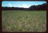 Mickelson Farm old field
