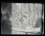 Godwit chick standing on hand