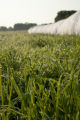 Morning dew on forage grass, mid-June of exceptionally wet spring and early summer.