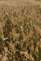 Pearl millet, sustainable agriculture plots on the St. Paul campus.