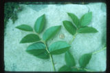 Salal, Gaultheria shallon, shoots for comparison with Sal, Shorea robusta, of India