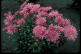 Centerpiece chrysanthemum.