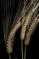 2-row barley at the University of Minnesota's Northwest Research and Outreach Center, Crookston.