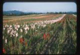 Gladiolas