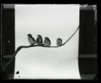 Rose-breasted Grosbeak, four juveniles
