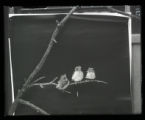 Scarlet Tanagers, three juveniles on branch