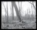 Site of Ruffed Grouse's nest