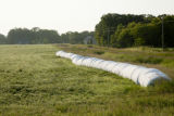 Morning dew on forage grass, mid-June of exceptionally wet spring and early summer.