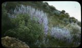 Lupinus douglasii, Carmel Highlands, California