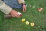 Apple breeding at the University of Minnesota.