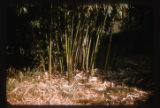 Hopson Farm