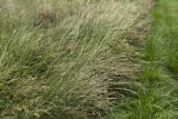 Perennial ryegrass (left) breeding.