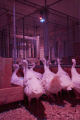 Balance of blue and red lighting to induce broodiness, turkey egg laying, in University of MInnesota research at the Rosemount Research and Outreach Center.