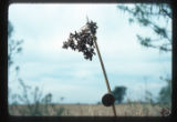Scirpus tule inflorescence