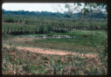 South of San Fernando de Apure along road toward Cinaruco - Capane- para National Park. Scarlet Ibis in roadside pond in pasture.