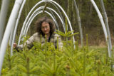 Carrie Pike with spruce subjected to different levels of early spring warming to simulate climate change and its effect on growth.