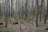 Low lying, mixed maple-basswood-elm hardwood forest in early spring. South side of Leech Lake, Minnesota.