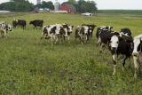 Normande dairy cows eating Sudan grass on farm near Jordan, Minnesota, the Riesgraf family.