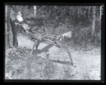 Fawn drinking from a bottle given by a man