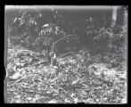 Rose-breasted Grosbeak feeding young