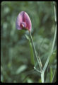 Tangier Pea.