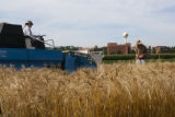 Harvesting wheat research plots using small scale combine. St. Paul Campus, University of MInnesota.