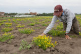 Birdsfoot trefoil seed production, St. Paul campus.