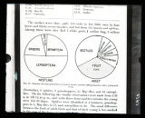 Brown Thrasher, food diagram, adult and young