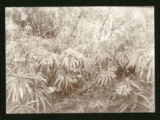 Interior of mixed pine forest