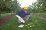 Apple breeding at the University of Minnesota.