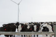 The first non-laboratory system in the world to transform wind energy to ammonia fertilize. University of Minnesota, West Central Research and Outreach Center, Morris.