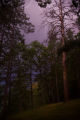Lightning and mature and dying red (Norway) pines on the shore of Leech Lake.