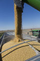 Harvesting soybeans on the Craven farm in Jackson County, Minnesota.