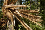 Blow down of old red and white pines on the Chippewa National Forest, Minnesota, in July, 2012.
