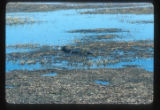 Sabine Wildlife Refuge South of Lake Charles